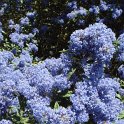 Ceanothus x 'Concha' fleur